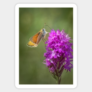 Pyramidal Orchid with Small Skipper Sticker
